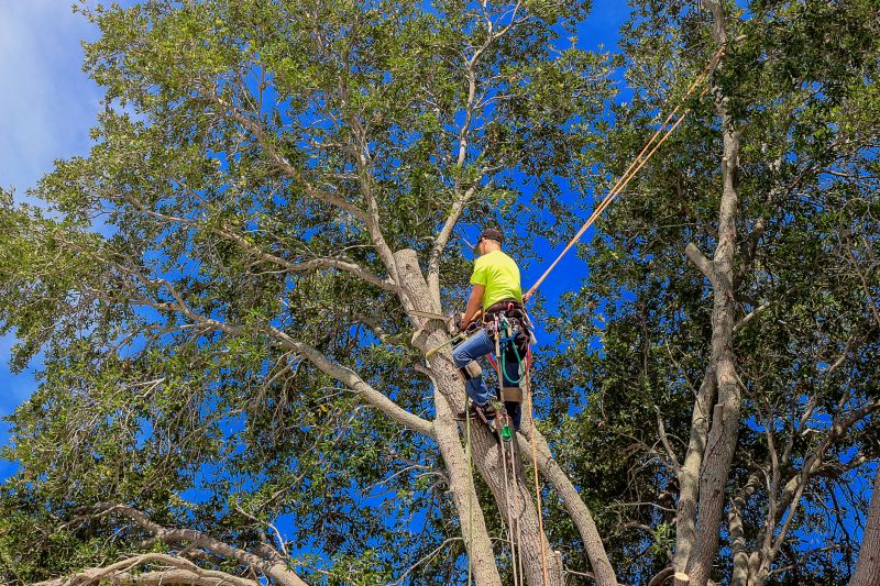 Pruned Tree Canopy