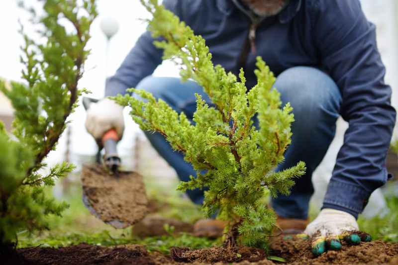 Bush Replacement in Ventura County, CA