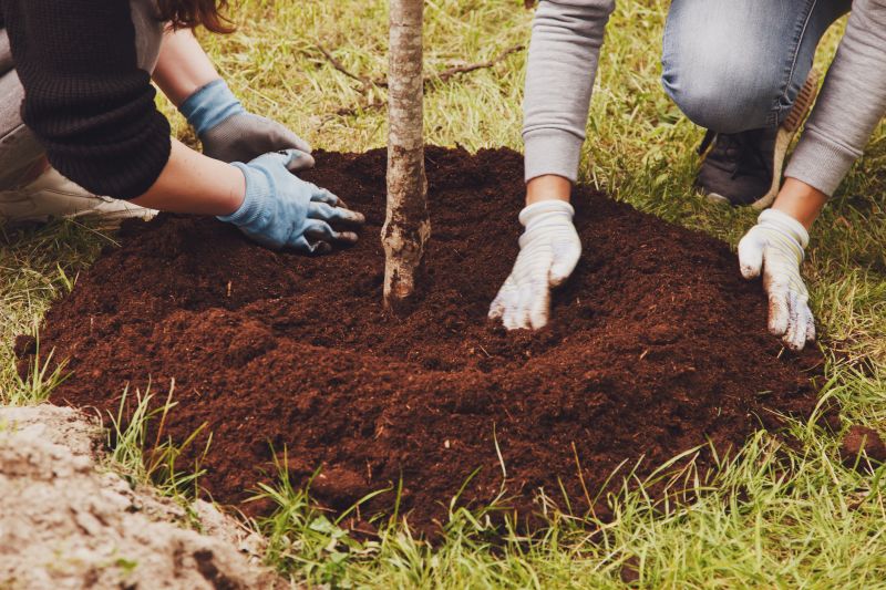 Cherry Tree Planting in Ventura County, CA