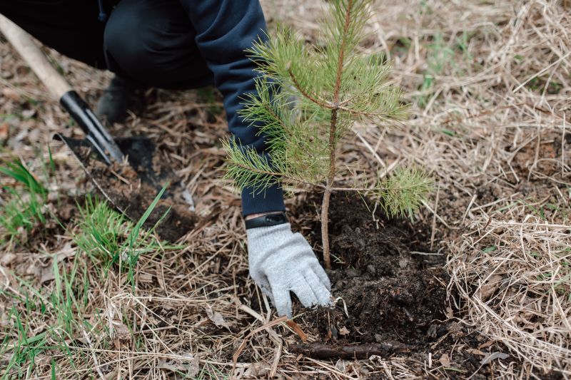 Dogwood Tree Planting in Ventura County, CA