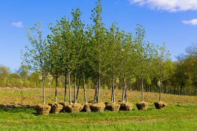 Dogwood Tree Planting in Ventura County, CA