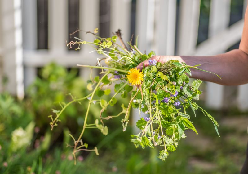 Flower Bed Cleanup Service in Ventura County, CA