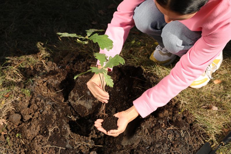Japanese Cherry Tree Planting in Ventura County, CA