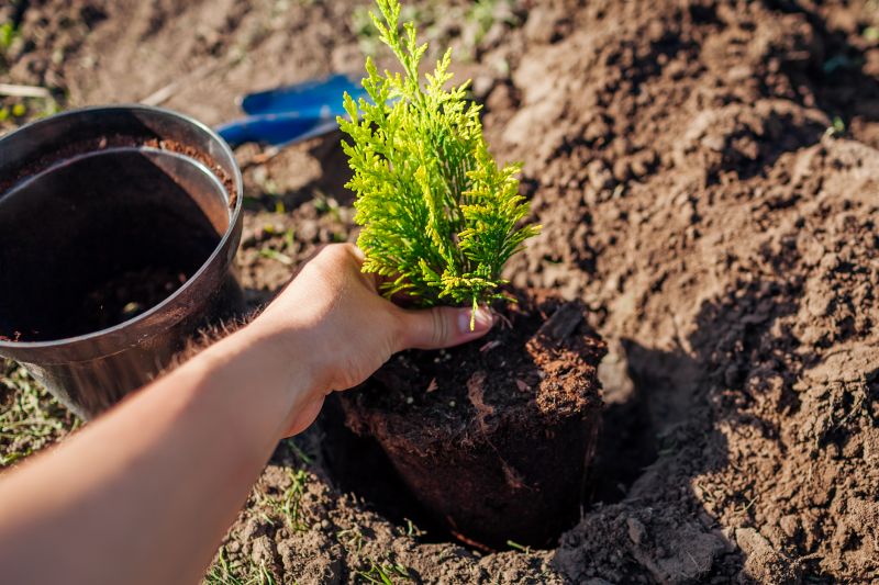 Maple Tree Planting in Ventura County, CA