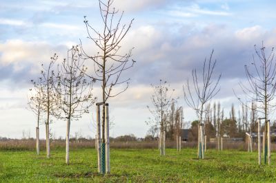 Orchard Planting in Honolulu, HI