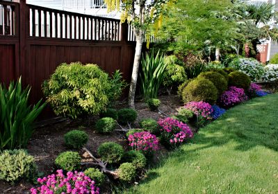 Privacy Shrub Planting in Honolulu, HI