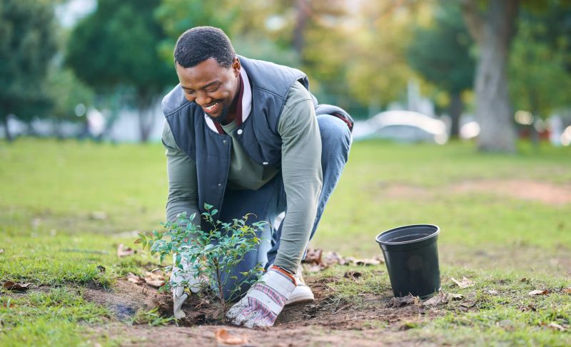 Rose Bush Planting in Ventura County, CA