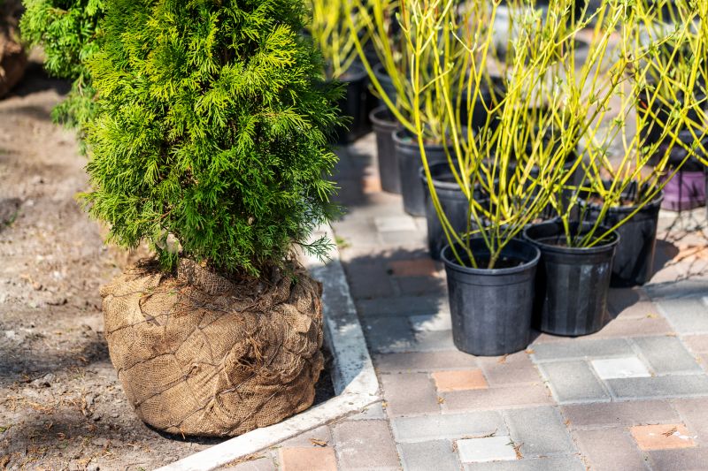 Rose Bush Planting in Ventura County, CA
