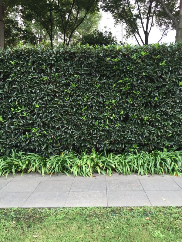Shrub Replacement in Honolulu, HI
