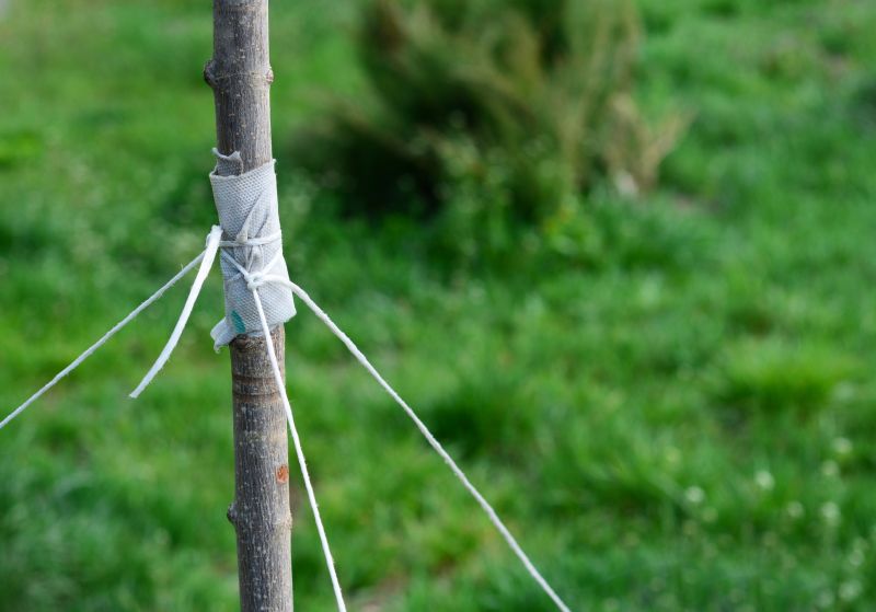 Spanish Moss Treatment in Reno, NV