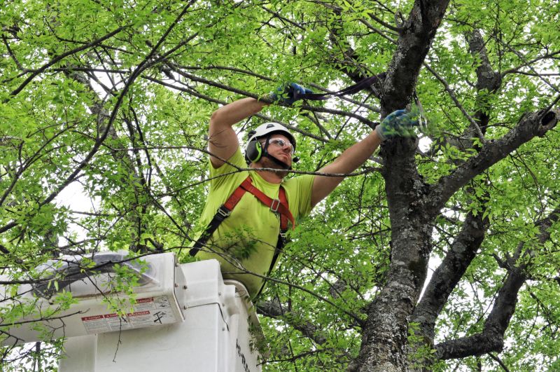 Arborist Service