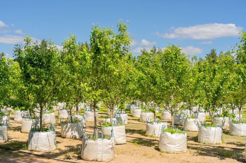 Apple Tree Planting in Honolulu, HI