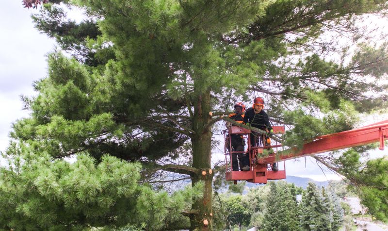 Contact About Arborist Pruning